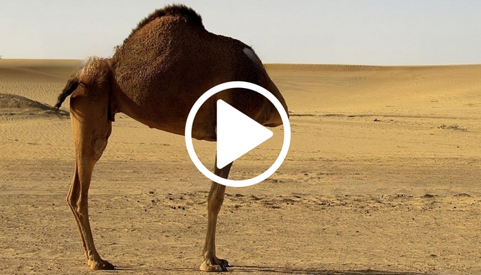 How is this headless camel alive and roaming freely